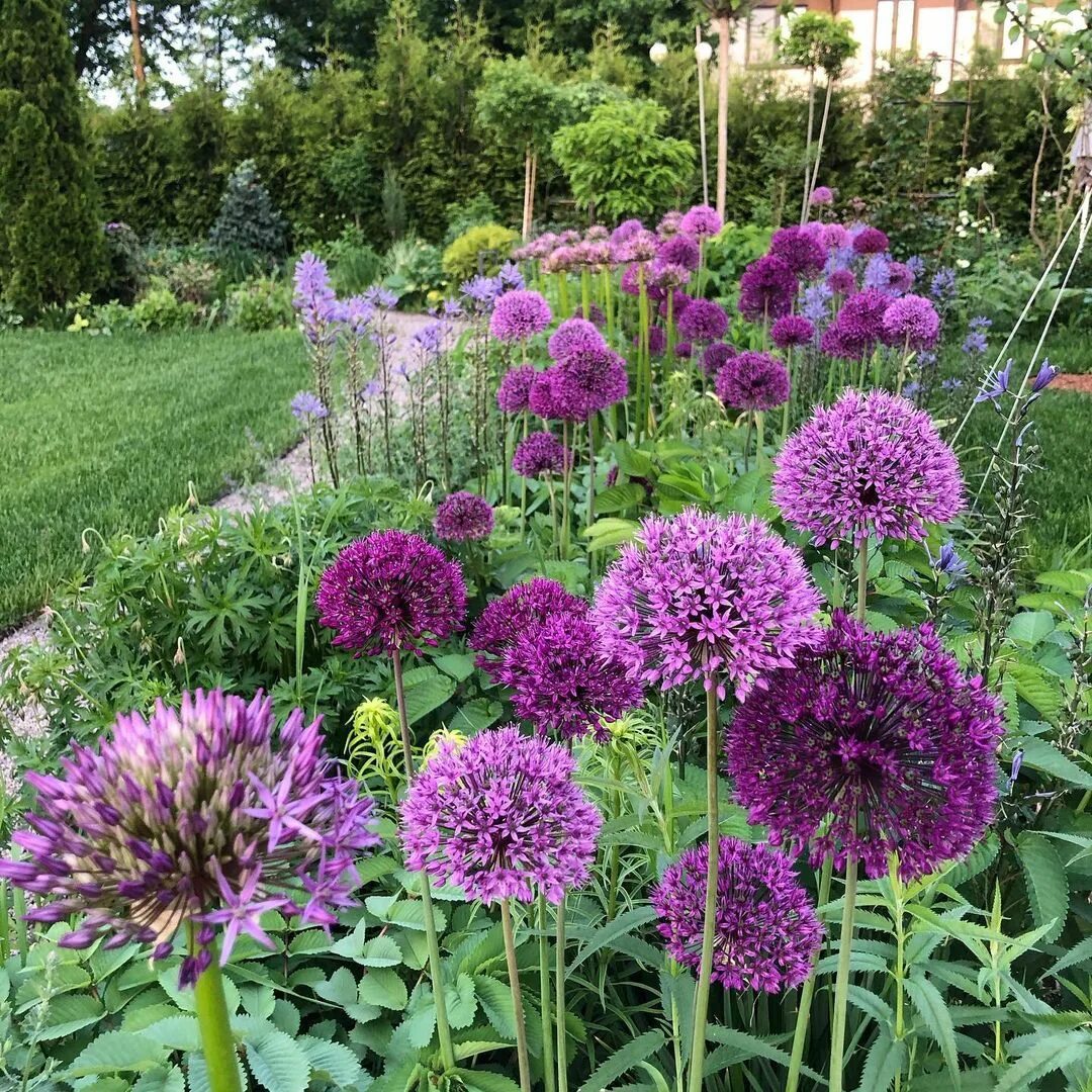 Декоративные луки посадка. Аллиум Purple Sensation. Лук аллиум афлатунский. Лук декоративный Пурпл сенсейшен. Аллиум Амбассадор.