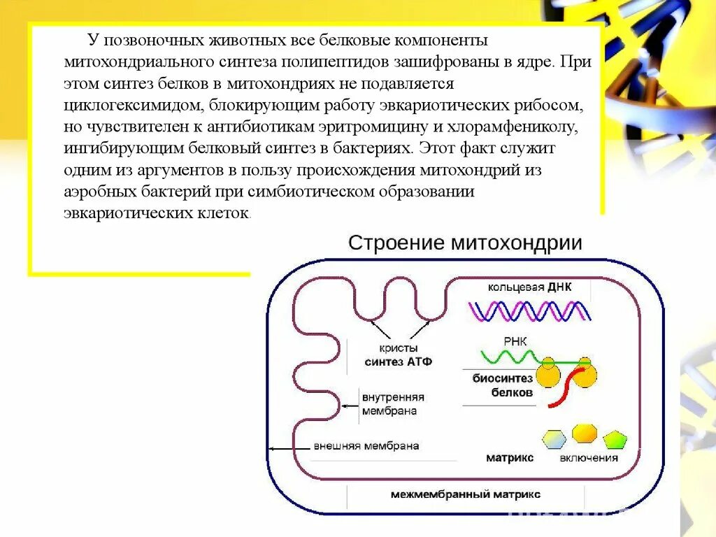 Биосинтез белков в митохондриях. Биосинтез белка в митохондриях. Синтез белка в митохондриях. Синтез белков митохондрий.