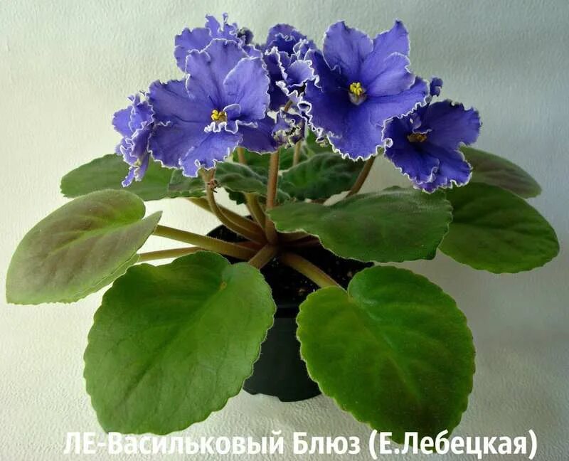 сенполия ав нарцисс. сорт фиалки нарциссовый блюз. фиалка васильковый блюз. блу скаундрел фиалка. сорт фиалки ле васильковый блюз.