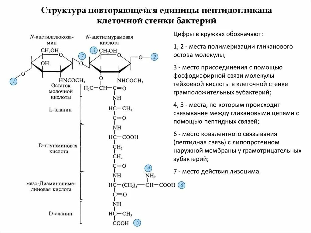 Структура муреина. Структура пептидогликана микробиология. Строение пептидогликана у грамположительных бактерий. Клеточная стенка пептидогликан химическая структура.