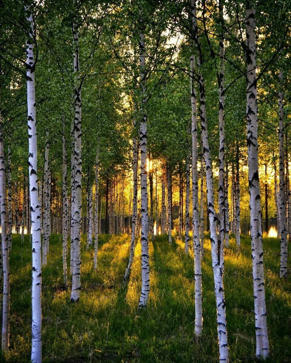 берёзовые рощи россии. берёзовая роща в ростовской области. берез р. берез р. березовые рощи в рязанской области.