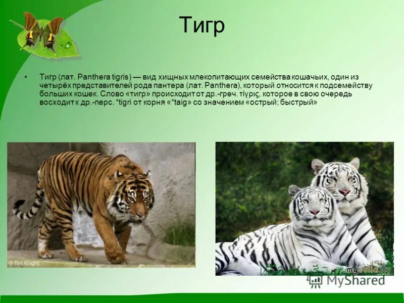 Текст про тигра впр. Рассказ о амурском тигре. Текст про тигра впр. Амурский красная книга амурский тигр. Слова про тигра.