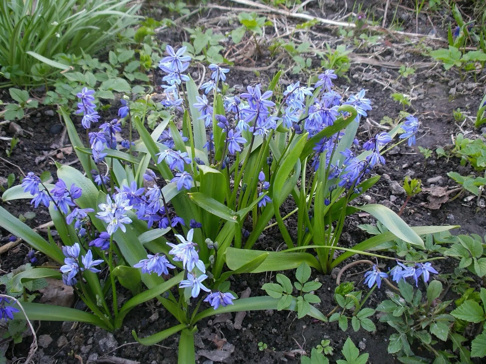 Первый весенний цветок в саду. Примула цветок садовый. Первый весенний цветок в саду. Первый весенний цветок в саду. Подснежники луковичные.