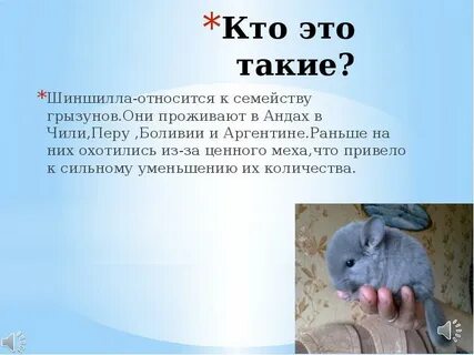 Шиншилла описание