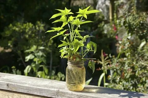 Самые лучшие условия для корнеобразования растений туман