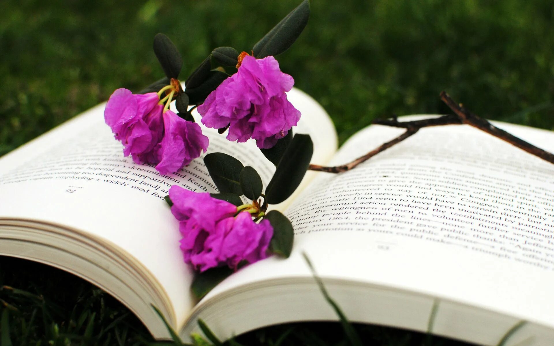 Книга цвет жизни. Книга цветы. Цветы в книжке. Книга с цветами. Книжка с цветочком.