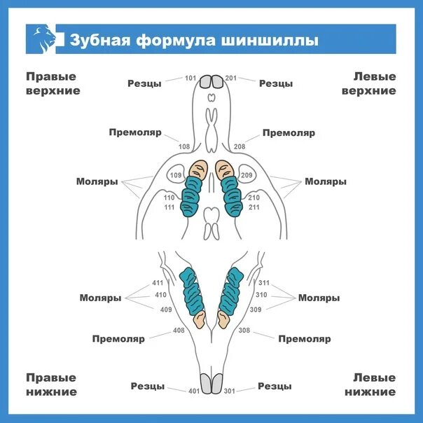 Формула зубов китообразных. Зубная формула крысы. Зубная формула морской свинки. Зубная формула шиншиллы. Зубная формула грызунов.