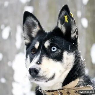 Метис хаски фото