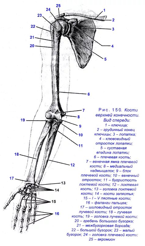 Скелет верхней конечности рисунки. Строение верхней конечности человека. Кости верхней конечности анатомия. Строение скелета верхней конечности. Строение верхней конечности анатомия.