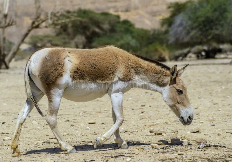 Дикий осел онагр. Животные степей саванн и прерий. Дикий осел обитающий в центральной азии. Пес кулана. Дикий осел обитающий в центральной азии.