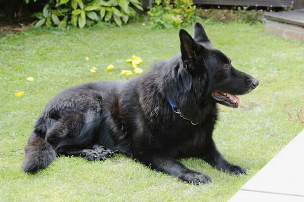сириус блэк в образе собаки. сириус блэк собака порода. собака немецкая овчарка черная. порода сириус. черная собака сириус блэк.