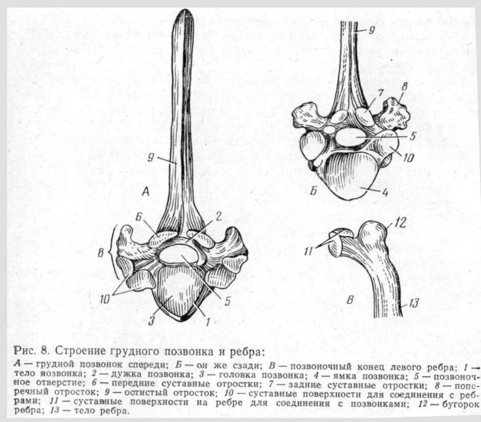 Строение грудного позвонка КРС. Строение грудного позвонка ЛО. Строение поясничного позвонка КРС. Строение грудного позвонка лошади.