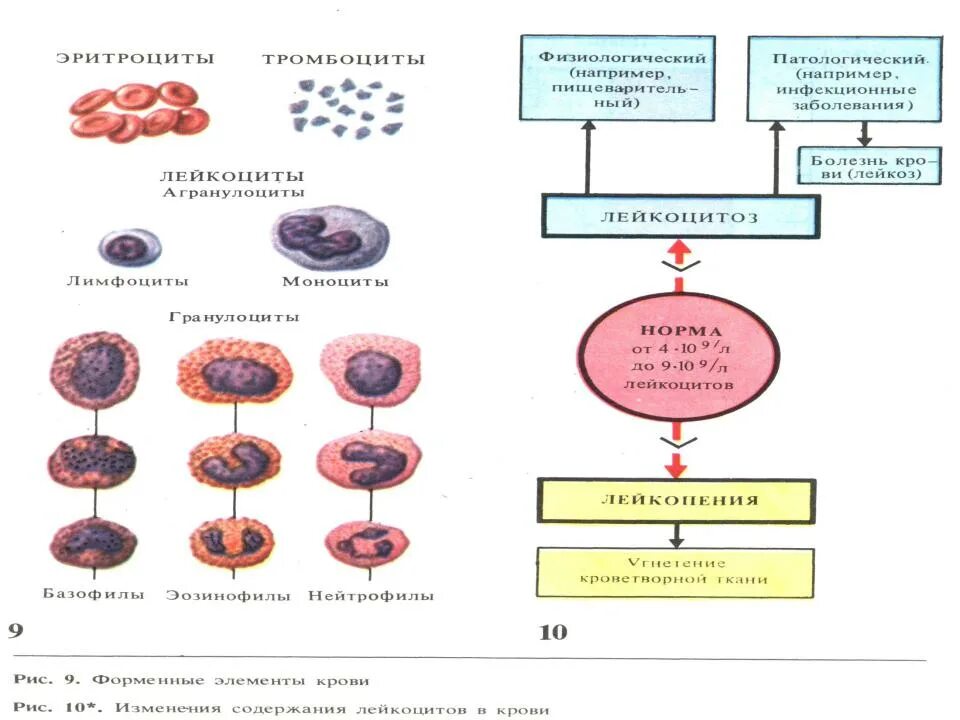 Строение эритроцитов. Функции эритроцитов физиология. Элементы крови схема. Эритроциты схема. Безъядерные элементы крови