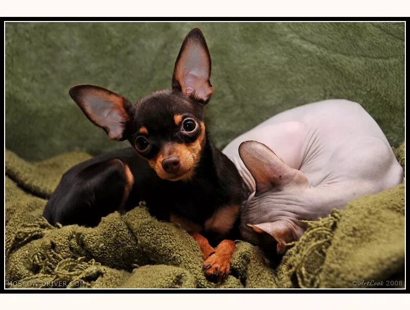 Маленькие злые собаки. Как отучить той терьера. Дрессировка той терьера. Мини той терьер видео. Как отучить той терьера.