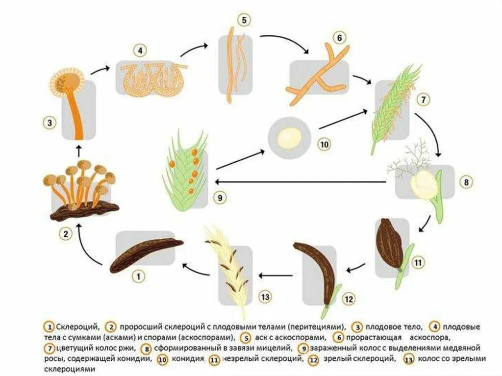 Жизненный цикл спорыньи пурпурной. Жизненный цикл спорыньи схема. Цикл развития спорыньи пурпурной. Стадии жизненного цикла спорыньи. Установите последовательность этапов полового