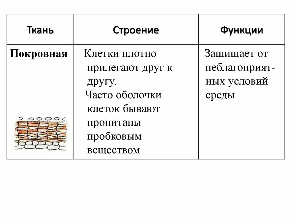 Покровная строение и функции. Покровная ткань строение и функции. Покровная ткань покровная строение. Покровные ткани таблица. Особенности строения покровной ткани.