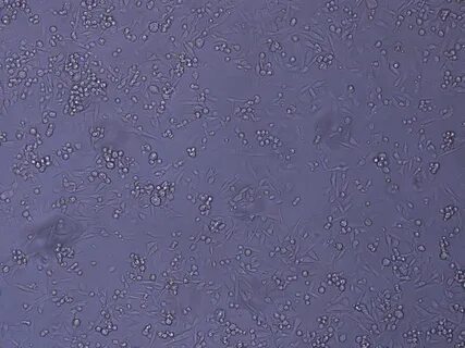Cell line