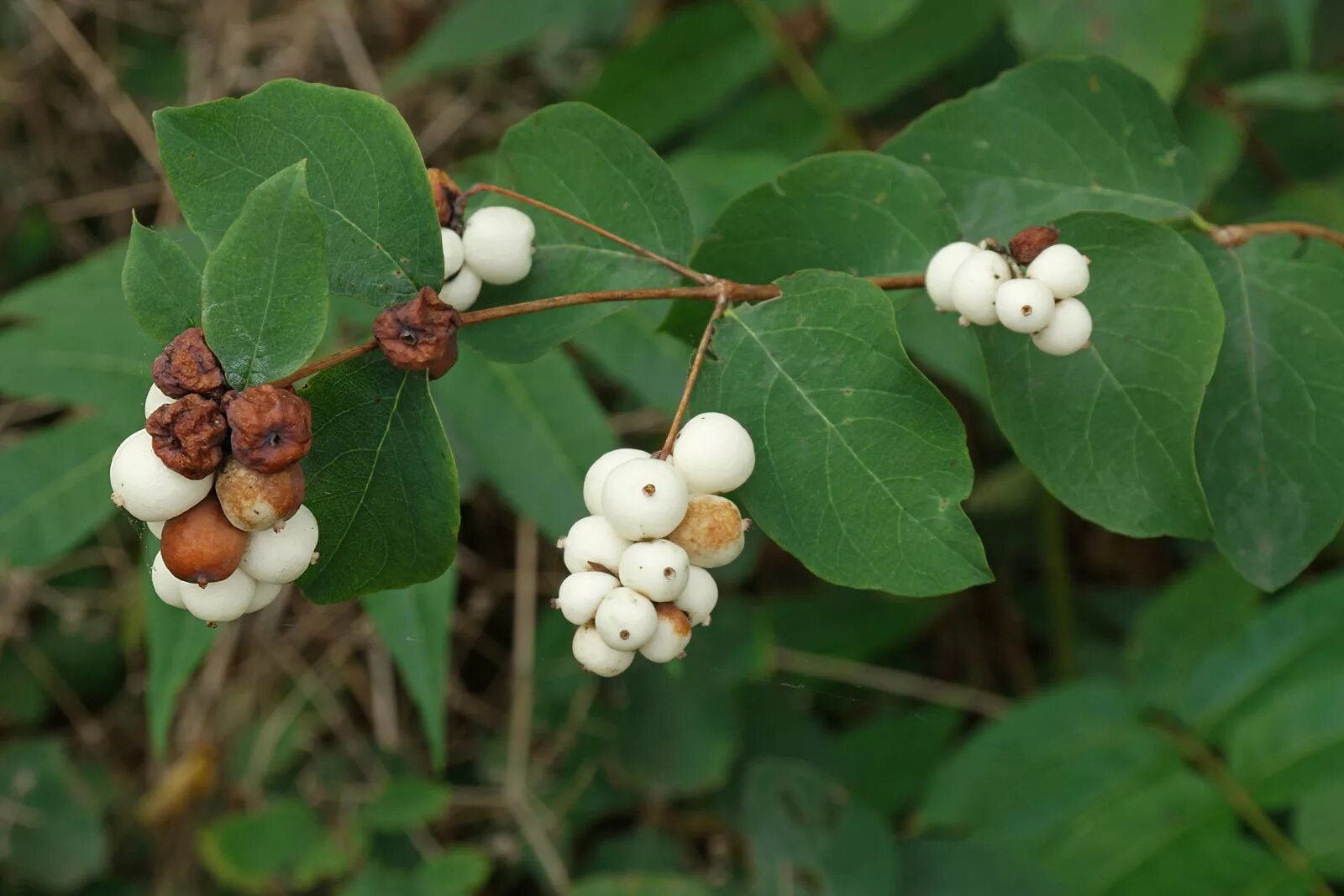 Симфорикарпус снежноягодник. Снежноягодник (Symphoricarpos). Снежноягодник белый. Снежноягодник(Symphoricarpos) Hancock. Снежноягодник белый описание растения