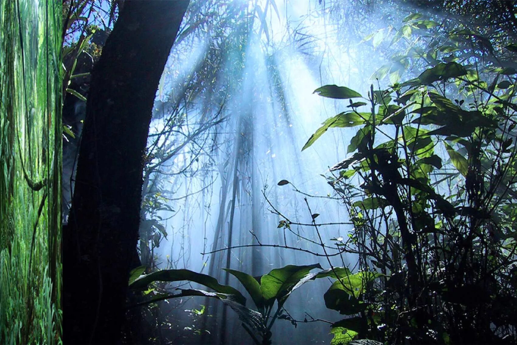 Дождевой лес Синхараджа. Дождь в тропическом лесу. Тропический лес после дождя. Дождь в джунглях.
