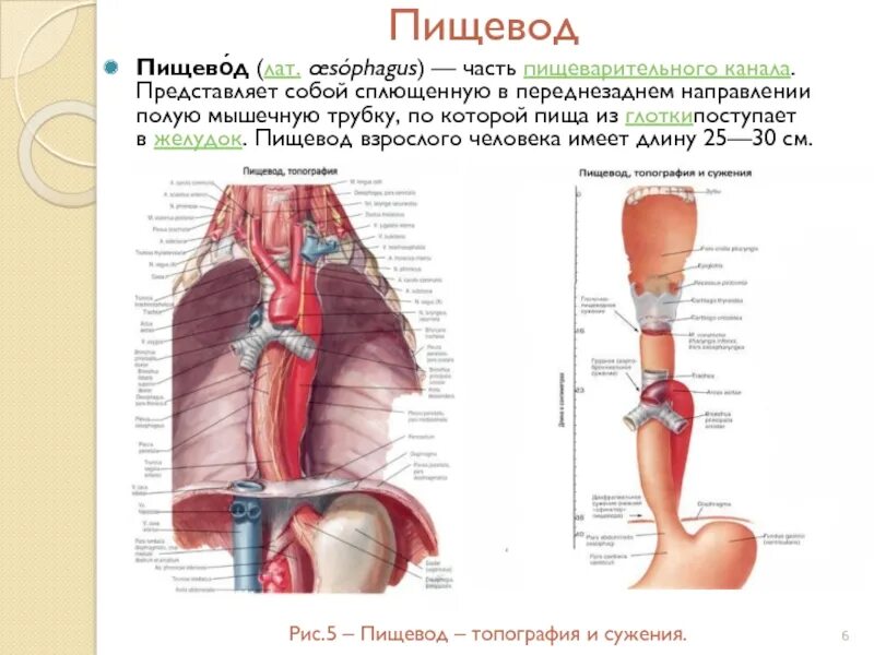 Положение пищевода