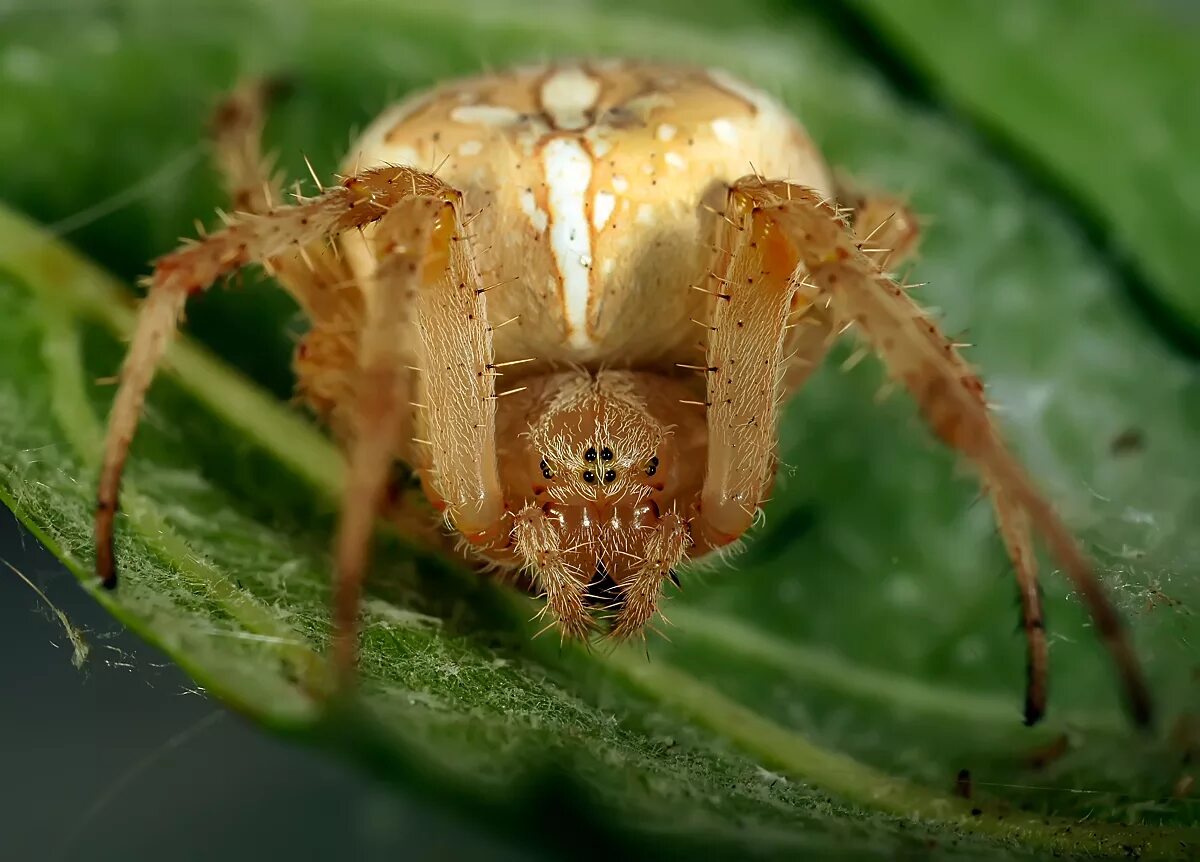 Крестовики опасен ли для человека. Крестовик обыкновенный паук. Araneus diadematus - крестовик. Роговой крестовик паук. Паук крестовик глаза.