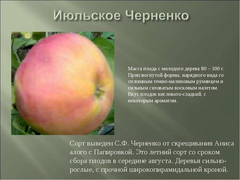 Яблоня черненко. Сорт яблони июльское черненко. яблоко сорт ренет черненко. яблоня летняя июльское черненко. яблоня июльское черненко описание сорта.
