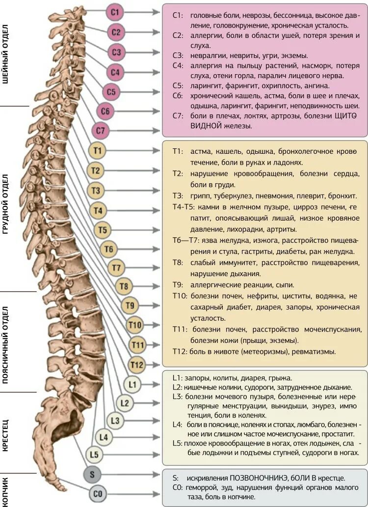 Заболевания отделов позвоночника. Нумерация позвонков в позвоночнике человека. L2 позвонок. Болит позвонок сбоку. Нуга Бест позвоночник опора жизни.