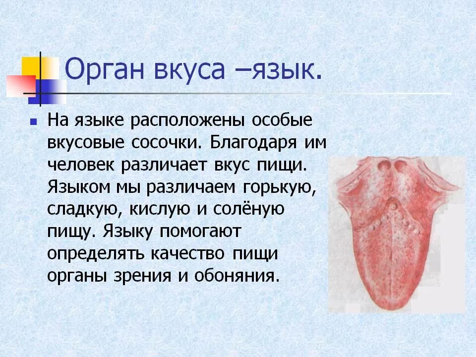 интересные факты о языке человека. органы чувств язык вкус. сообщение о органе чувств язык. интересные факты о языке человека. факты о органах чувств человека.
