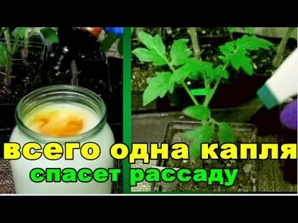 Йод для перцев