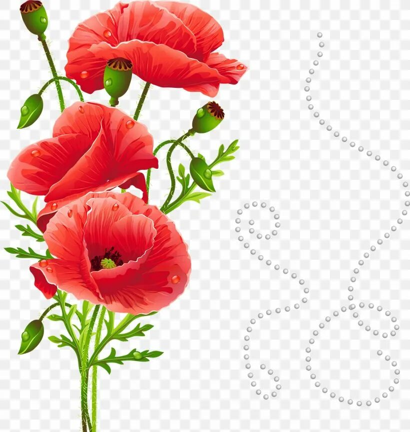 Poppies png. Маки на прозрачном фоне. Мак на прозрачном фоне. Клипарт маки на прозрачном фоне. Клипарт цветы на прозрачном фоне.