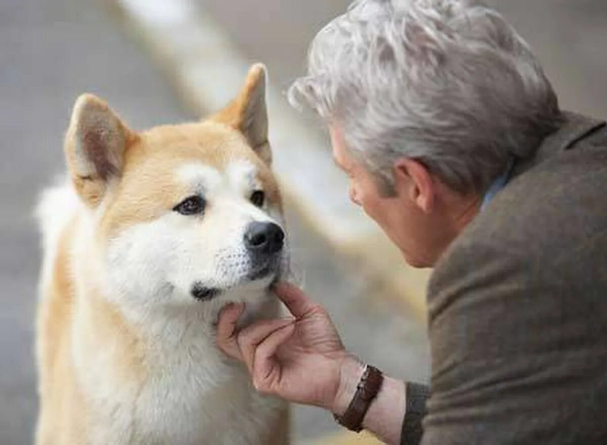 японская акита. акита-ину фильм хатико. акита-ину фильм хатико. пропала акита ину. японская собака акита.