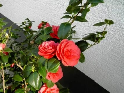 Камелия дома