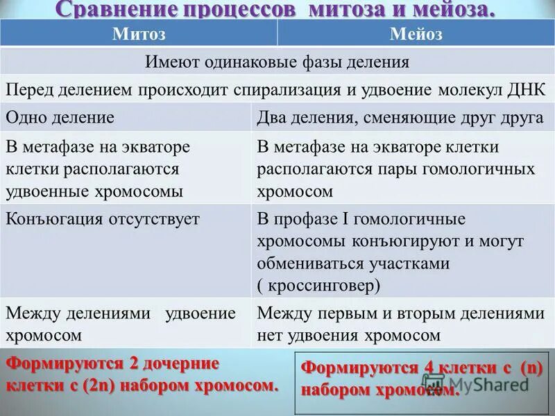 Сравнение митоза и мейоза таблица. Сравнительная таблица митоза и мейоза 10 класс вывод. Сходства и различия фаз митоза и мейоза таблица. Мейоз и митоз сравнительная таблица. Сравнение Мито за и меоза.