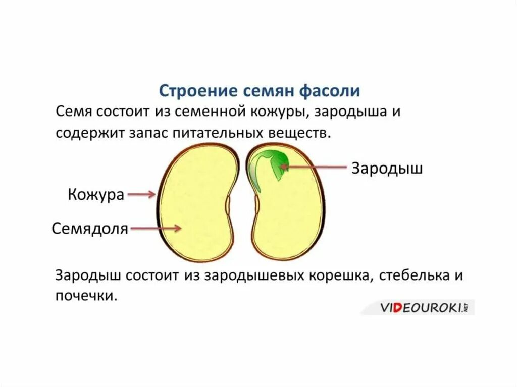 Семя состоит из семенной. Из чего состоит семя. Зародыш семени состоит из. Строение семени фасоли. Зародыш семени фасоли состоит.