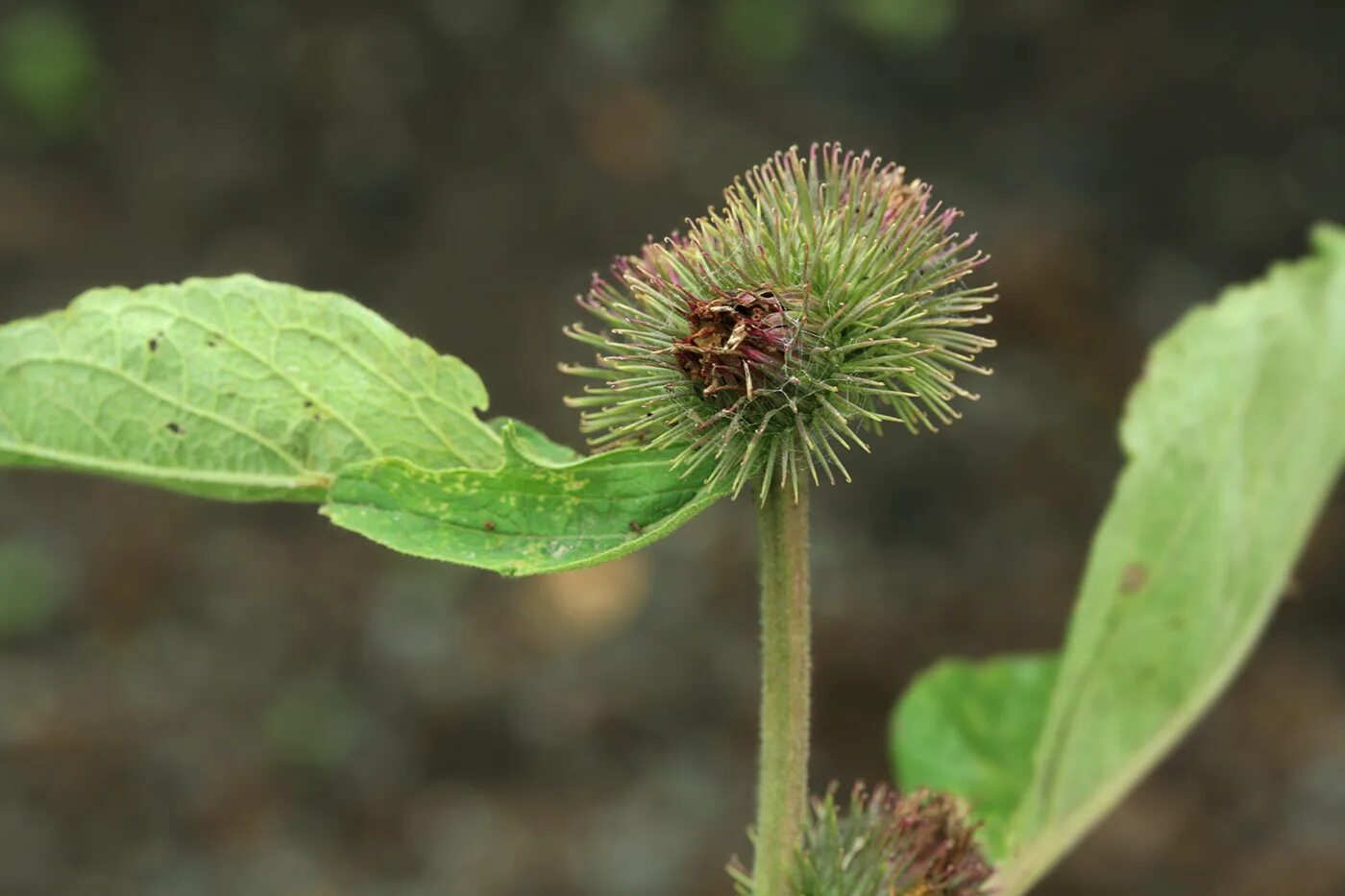 Лопух ниин. Лопух Сибирский. Arctium Minus plantarium. Arctium nemorosum plantarium. Лопух малый.