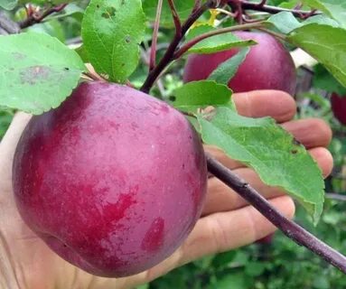 Яблоня коричневая