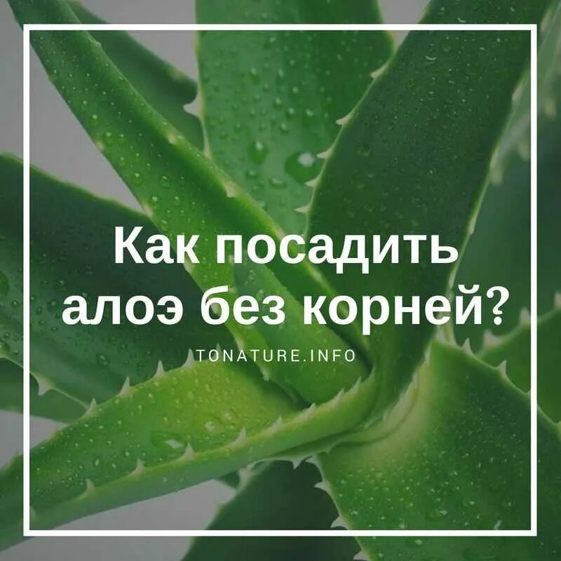 Можно ли использовать алоэ. Болезни алоэ вера. посадить алоэ. посадить алоэ без корней. как посадить алоэ.