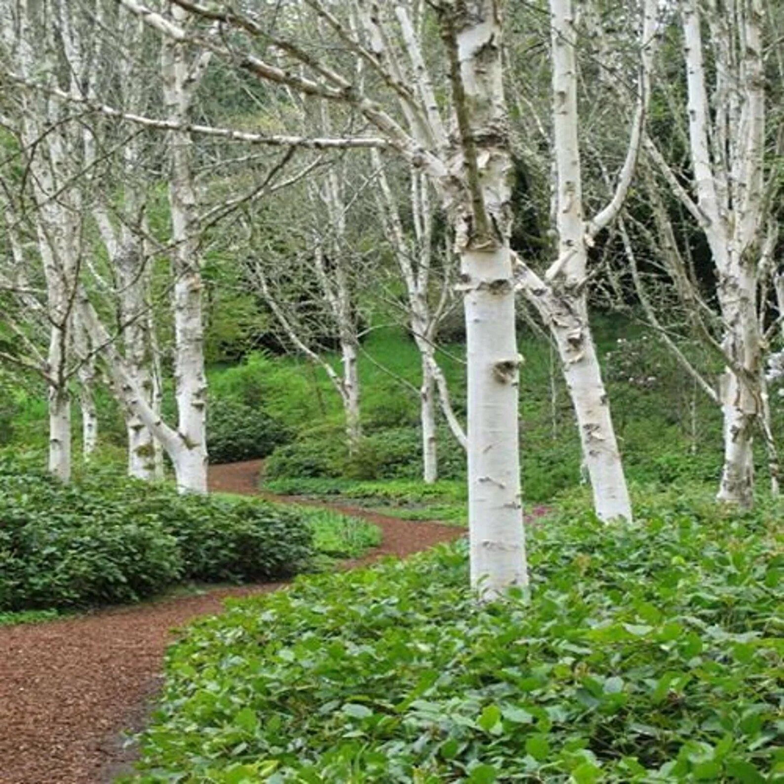 Береза Жакмана. Березовая роща береза повислая. Betula papyrifera. Береза бородавчатая в ландшафте.