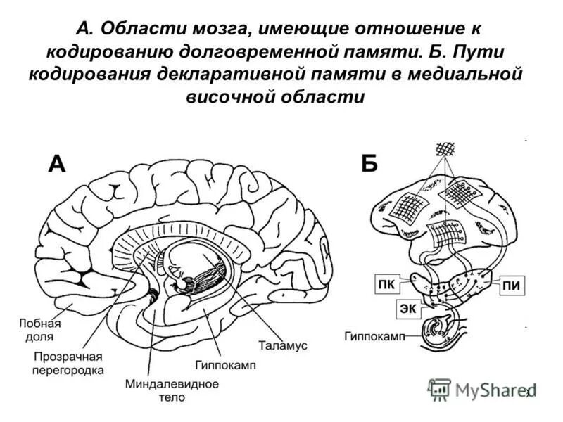 Память функция мозга. Структура памяти человека долговременная. Уктура долнюговременной памяти ассоциативна. Области мозга. Мозговые структуры памяти.