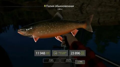 Куори приманки