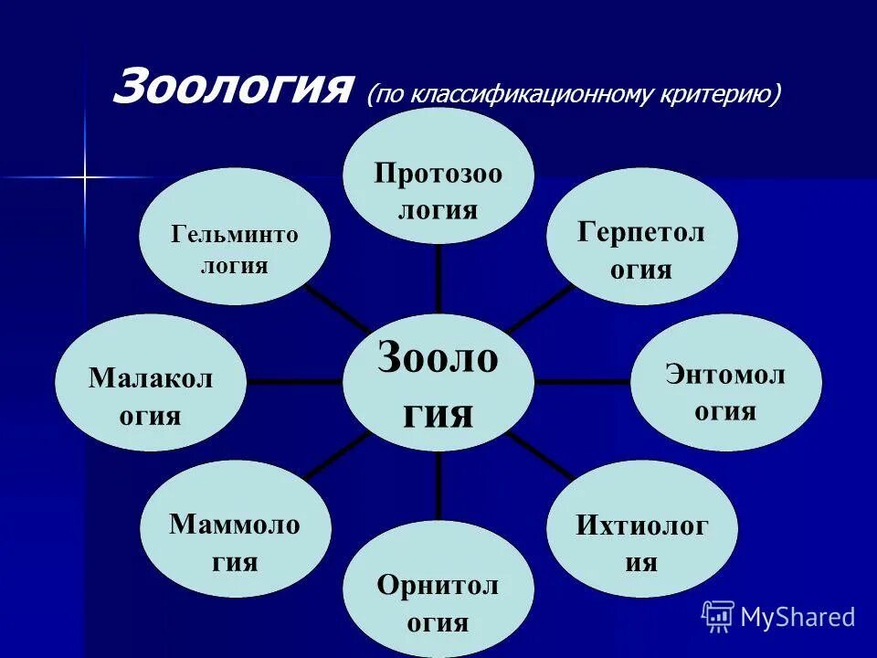 зоологи виды. науки связанные с зоологией. структура науки зоологии. отделы науки зоологии. науки изучающие зоологию 7 класс.