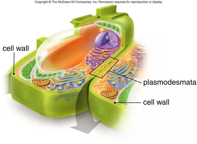 Строение плазмодесмы растительной клетки. Клеточная стенка. Клеточная стенка растительной клетки. Строение плазмодесмы.