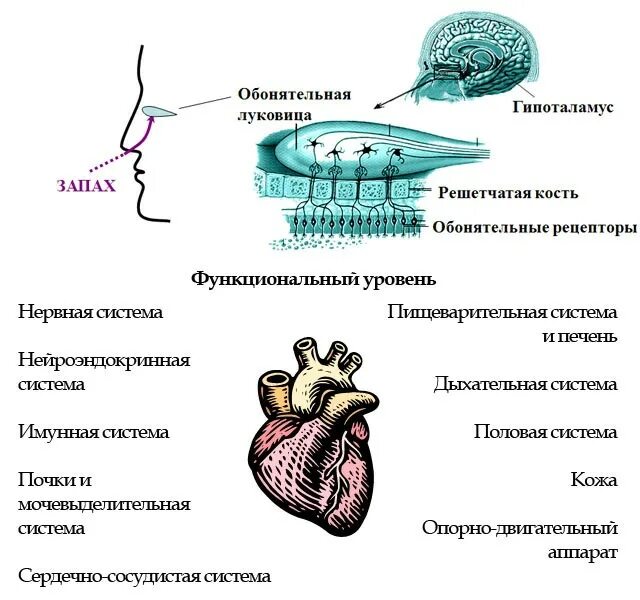 Строение обонятельной луковицы. Обонятельные луковицы головного мозга. Обонятельная луковица функции. Обонятельная оуковицы.