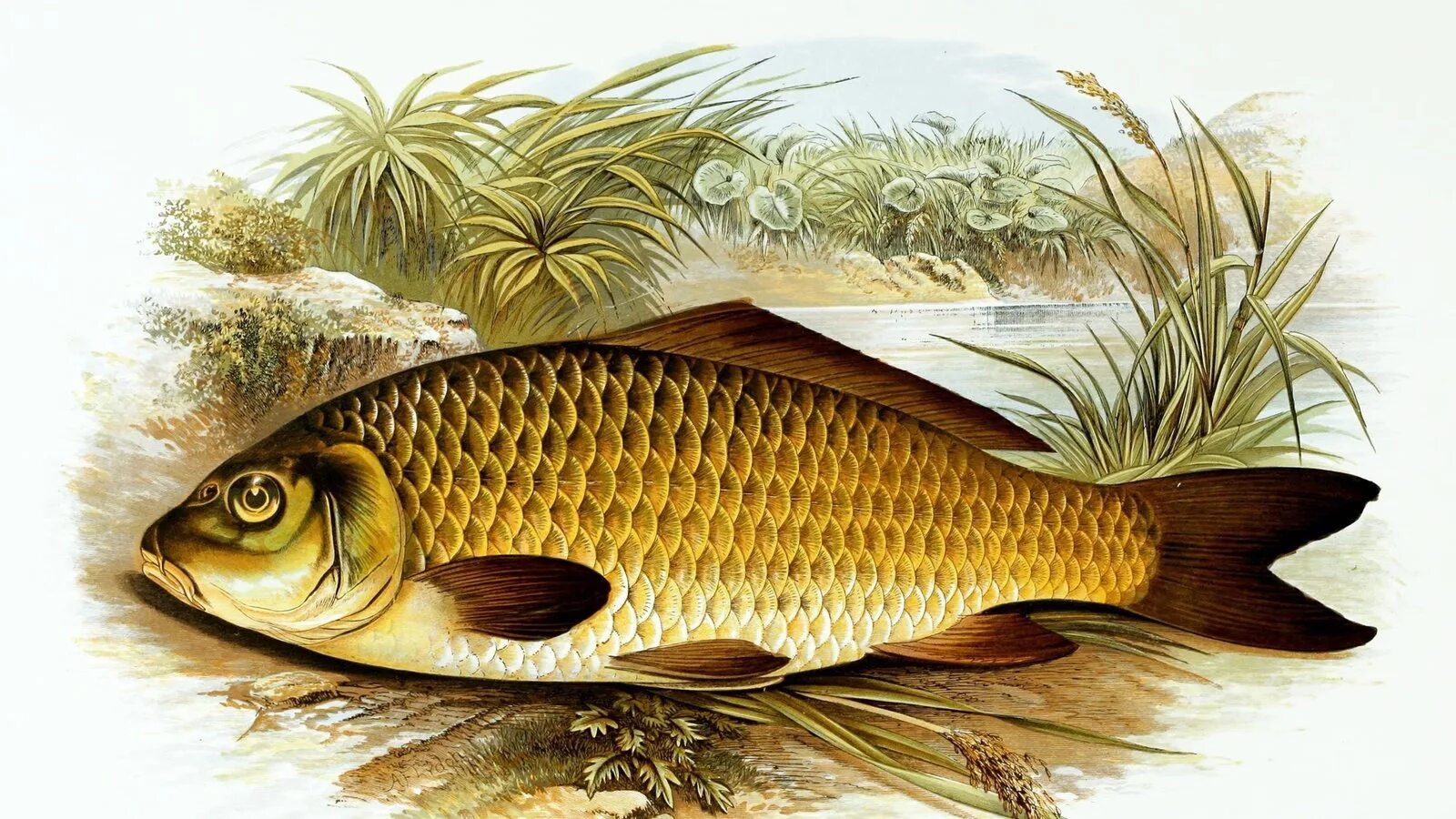 Карась ау. Сазан (Cyprinus Carpio). Сазан (= Карп обыкновенный) – Cyprinus Carpio. Карп обыкновенный – Cyprinus Carpio. Карась обыкновенный Carassius Carassius.