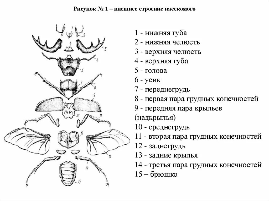 Биология тест класс насекомые. Внутренне и внешнее строение насекомых. Майский Жук внешнее строение схема. Внешнее строение насекомого схема. Класс насекомые внешнее и внутреннее строение насекомых.