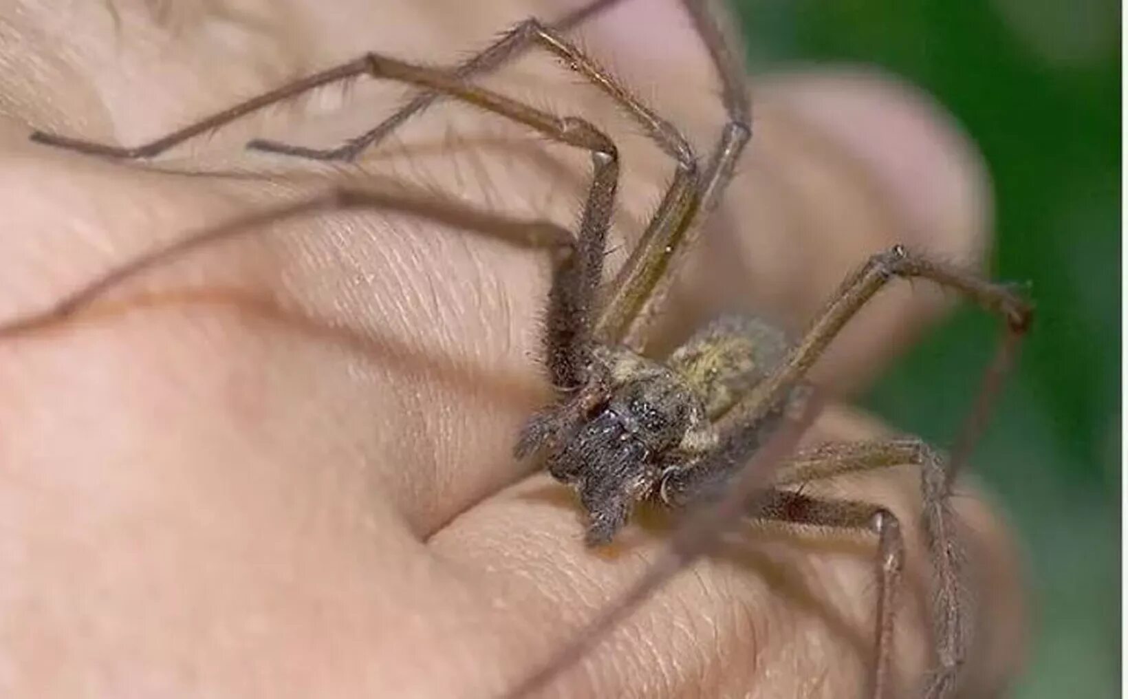 Spider bit