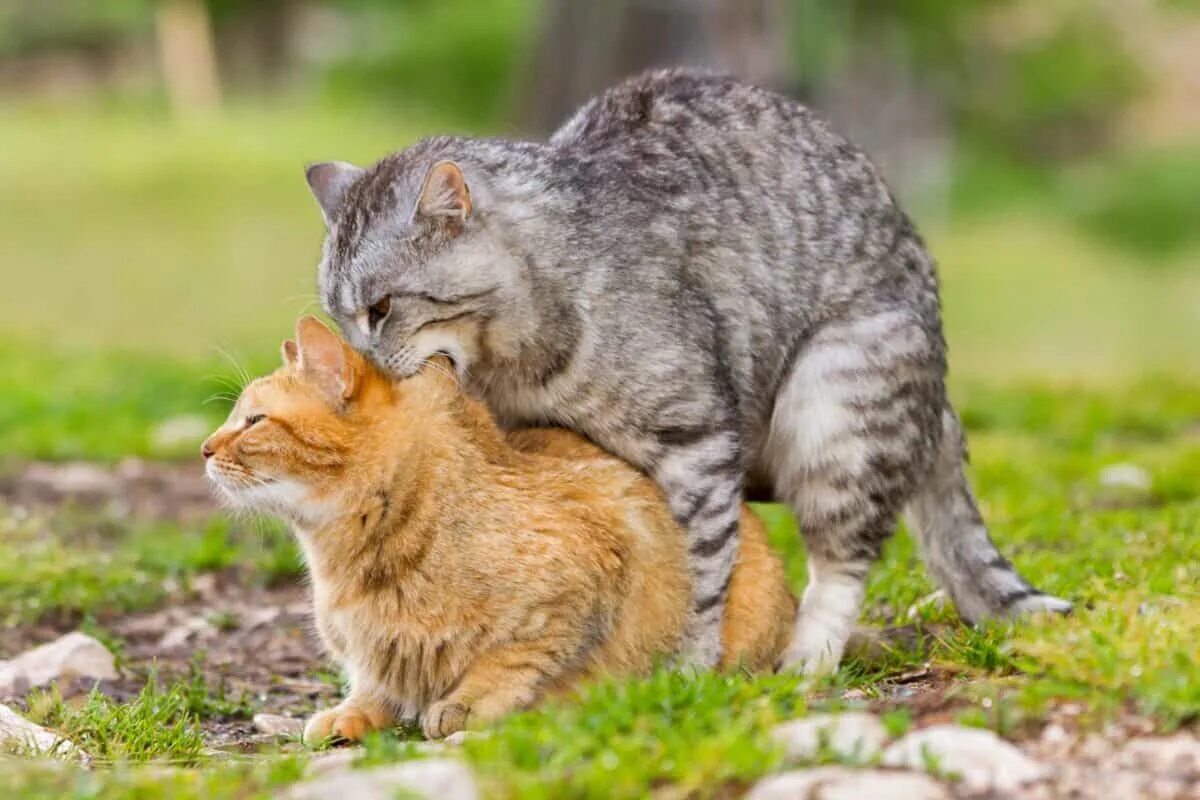 Cat penis. Коты спариваются. Кошки сношаются. Коты спариваютсяспариваются. Кот и кошка спариваются.