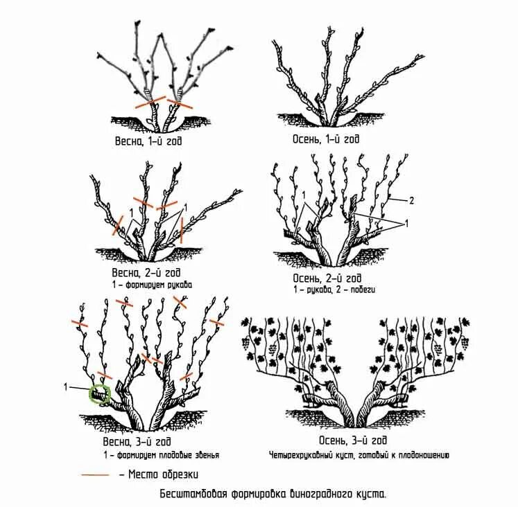 Обрезание винограда весной схема. Схема обрезка неукрывного винограда весной. Схема обрезки винограда весной. Схема подрезки винограда.