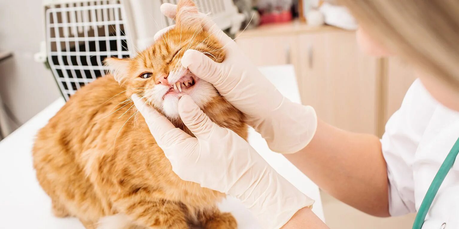 Кот который лечит. Кот у ветеринара. ветеринар с котенком.