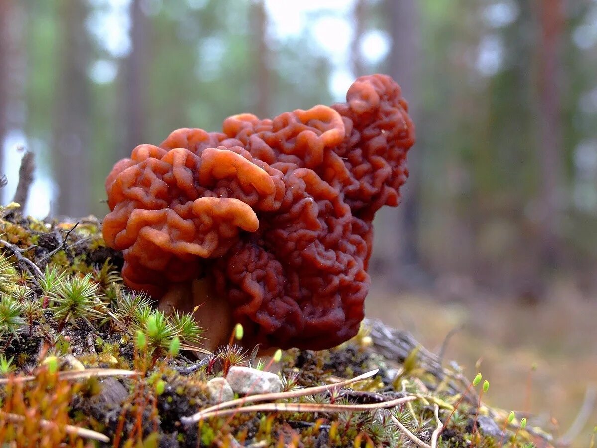 Строчок обыкновенный фото. Б строчок обыкновенный. Строчок осенний ядовитый. Строчок обыкновенный ядовитый гриб. Строчок гигантский.